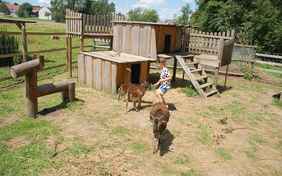 Jeden morgen helfen alle Kinder bei der Fütterung der vielen Ziegen, Schafe, Kaninchen, Hühner, Alpakas u.v.m. 